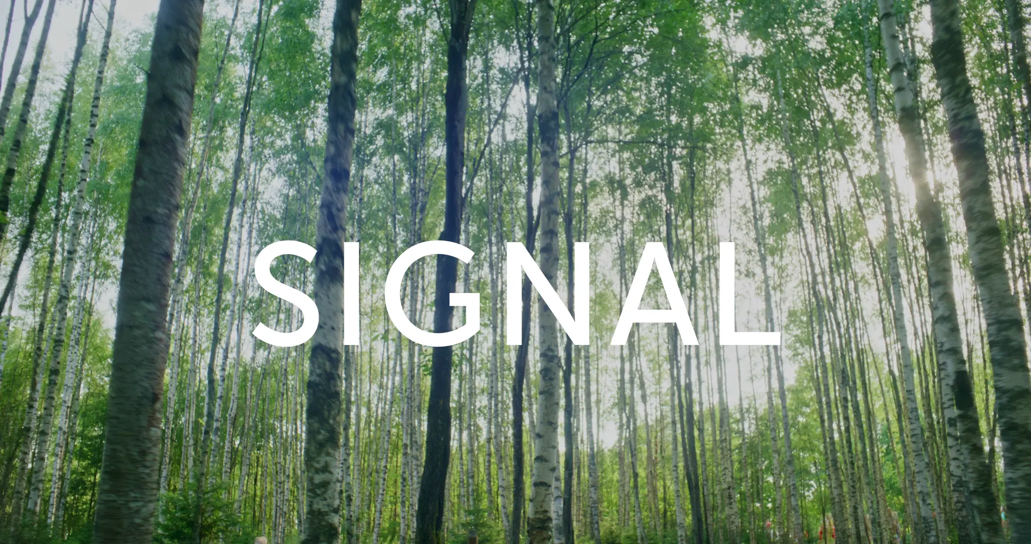 Signal 2024 Line Up